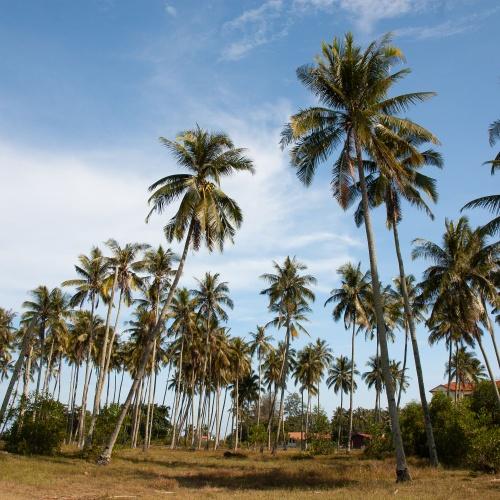Cherating, palmbomen