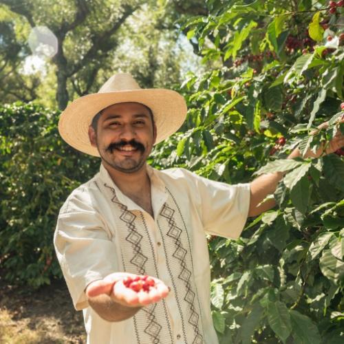 Koffieplantage in Costa Rica