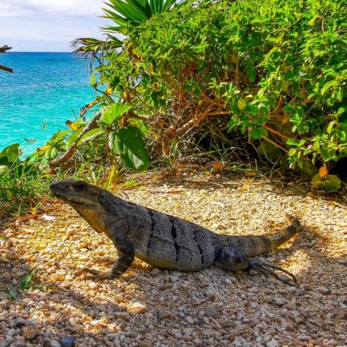 Iguana in Tulum