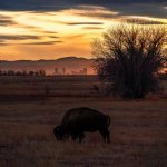 Bison grazen bij zonsondergang met de skyline van Denver