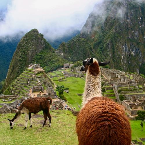 Llamas bij Machu Picchu
