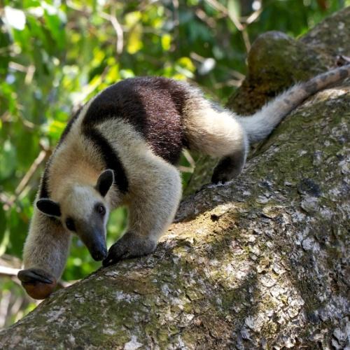 Corcovado Nationaal Park
