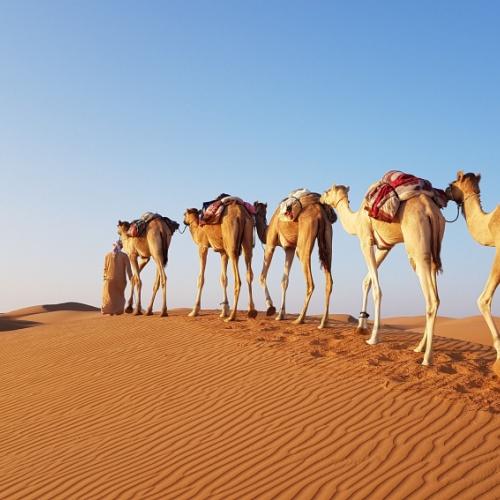Kamelen in Wahiba Sands