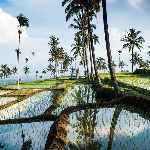 Rijstvelden rondom Senggigi