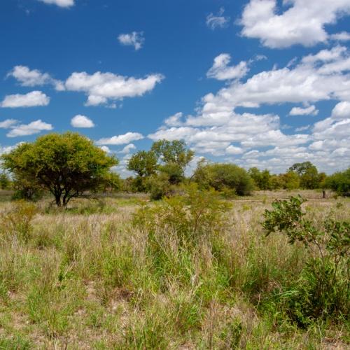 Kruger Nationaal Park