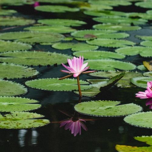 Roze lelie Rio Dulce