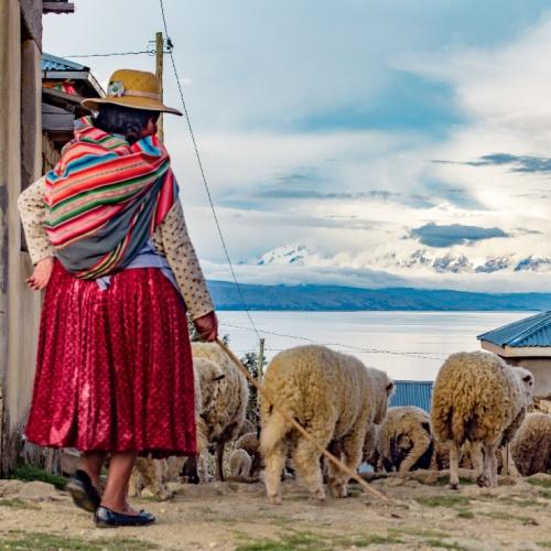 Herder op Isla del Sol