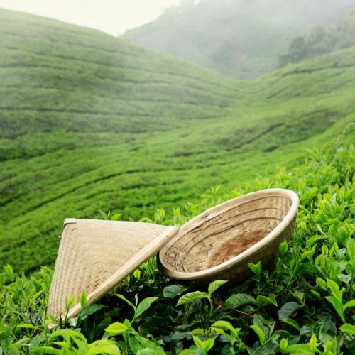 Cameron Highlands