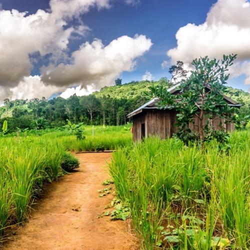 Phnong stam