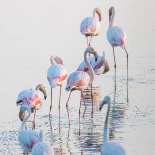 Parque Nacional de Doñana, flamingo's