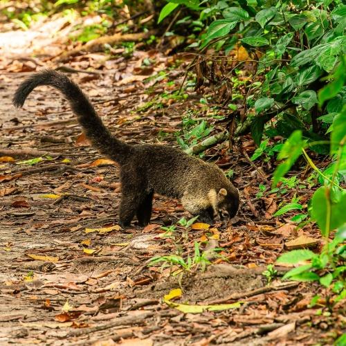 Neusberen in het Cahuita Nationaal Park