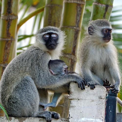 Vervet aap in St. Lucia