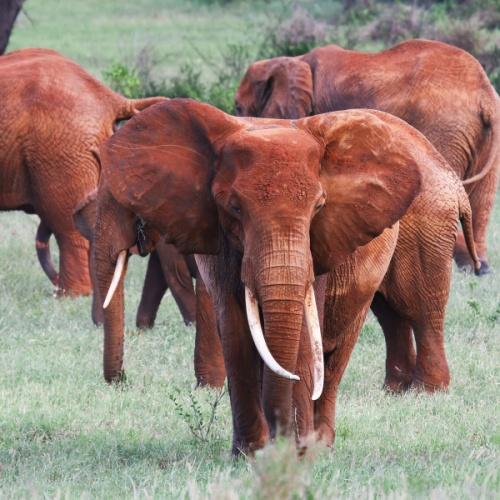 Tsavo Nationaal Park, Olifant