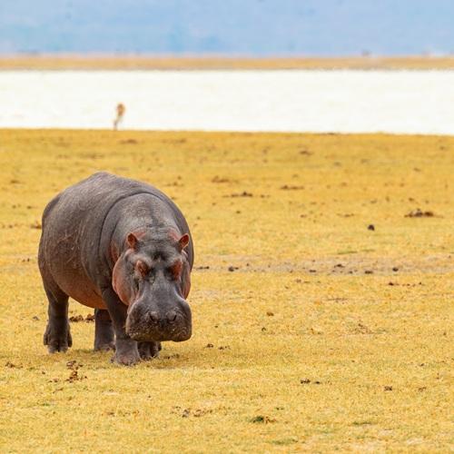 Nijlpaard in Serengeti, Tanzania