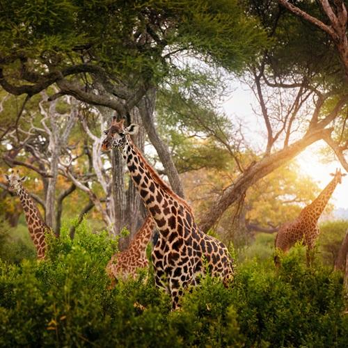 Giraffes in Tarangire, Tanzania