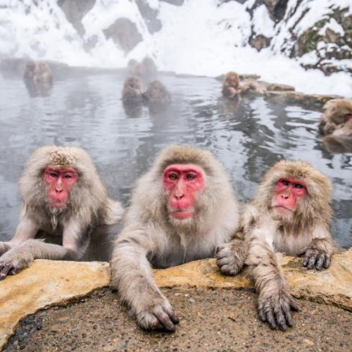 Badende Japanse makaken