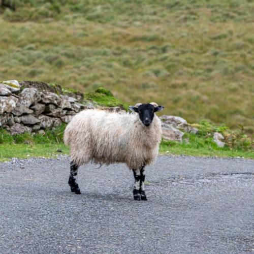 Schaap