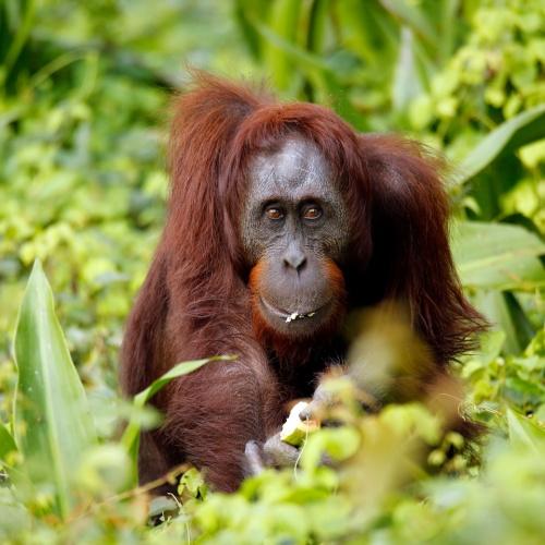 Borneo, Orang oetan