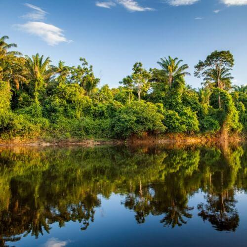 Jungle, Suriname