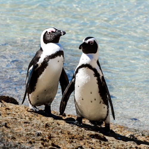 Pinguïns op Boulders Beach, Kaapstad