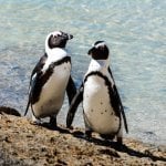 Pingu&iuml;ns op Boulders Beach, Kaapstad