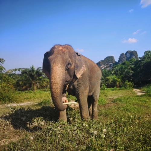 Krabi olifant