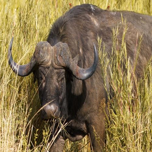 Afrikaanse waterbuffel in Addo National Park