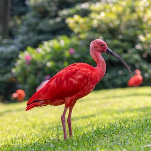 Rode Ibis, Suriname
