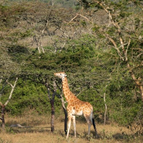 Lake Mburo Nationaal Park, giraf