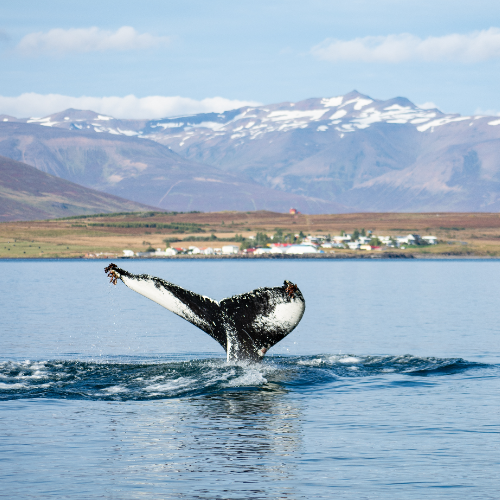 Walvis rondom Akureyri