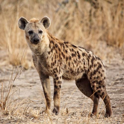 Hyena's