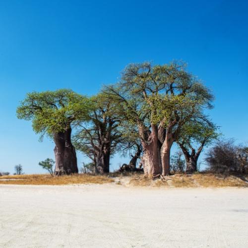 Baobab bomen Nxai Pan Nationaal Park