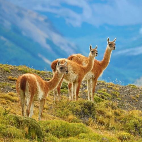 Guanaco’s