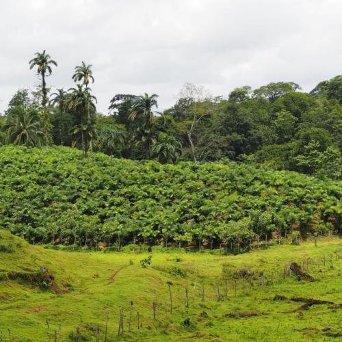 Omgeving Sarapiquí