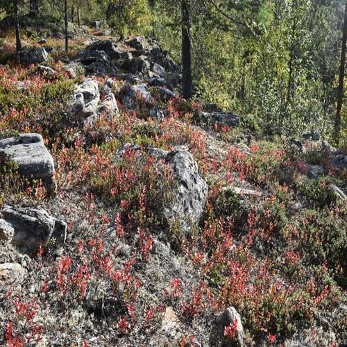 Urho Kekkonen Nationaal Park