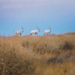 Shaumari Nature Reserve