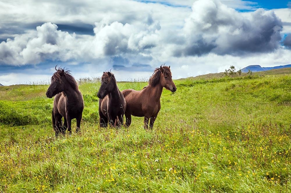 Vakantie naar IJsland (7)
