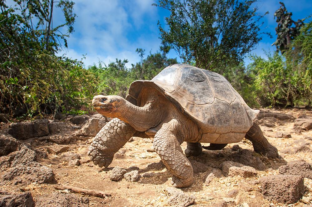 Reuzeschildpad, de Galàpagos