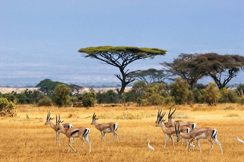 Afrikaans landschap met gazellen