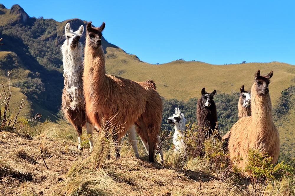 Vakantie naar Ecuador (3)