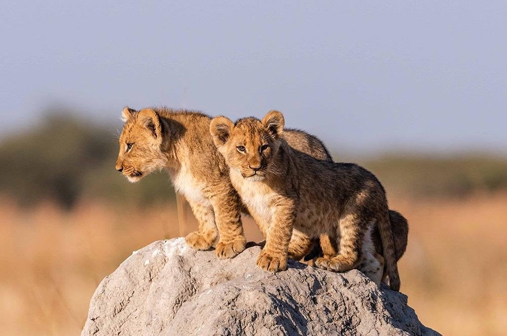 Vakantie Botswana