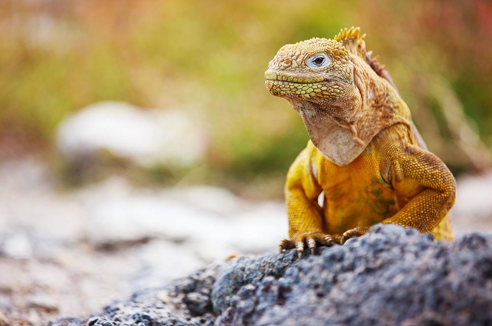 Vakantie naar Ecuador (7)