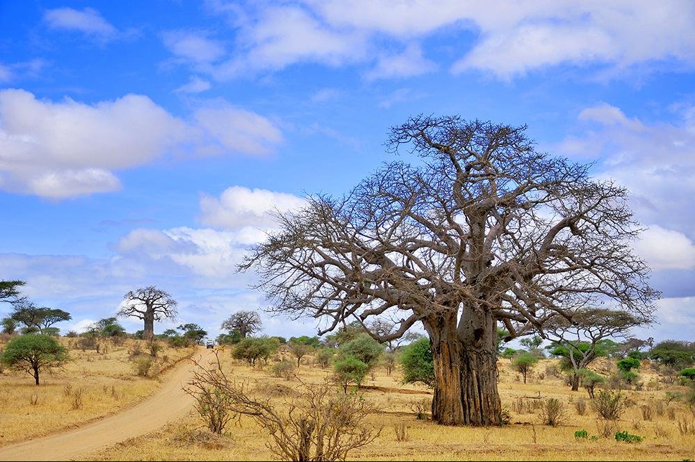 Vakantie naar Tanzania (10)