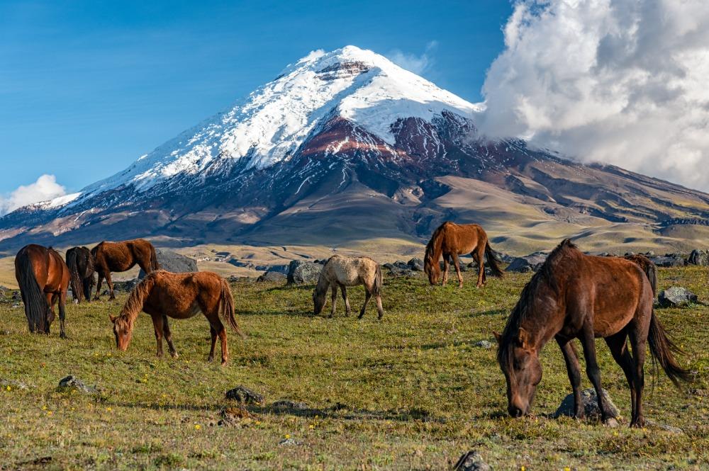 Cotopaxi Nationaal Park Ecuador