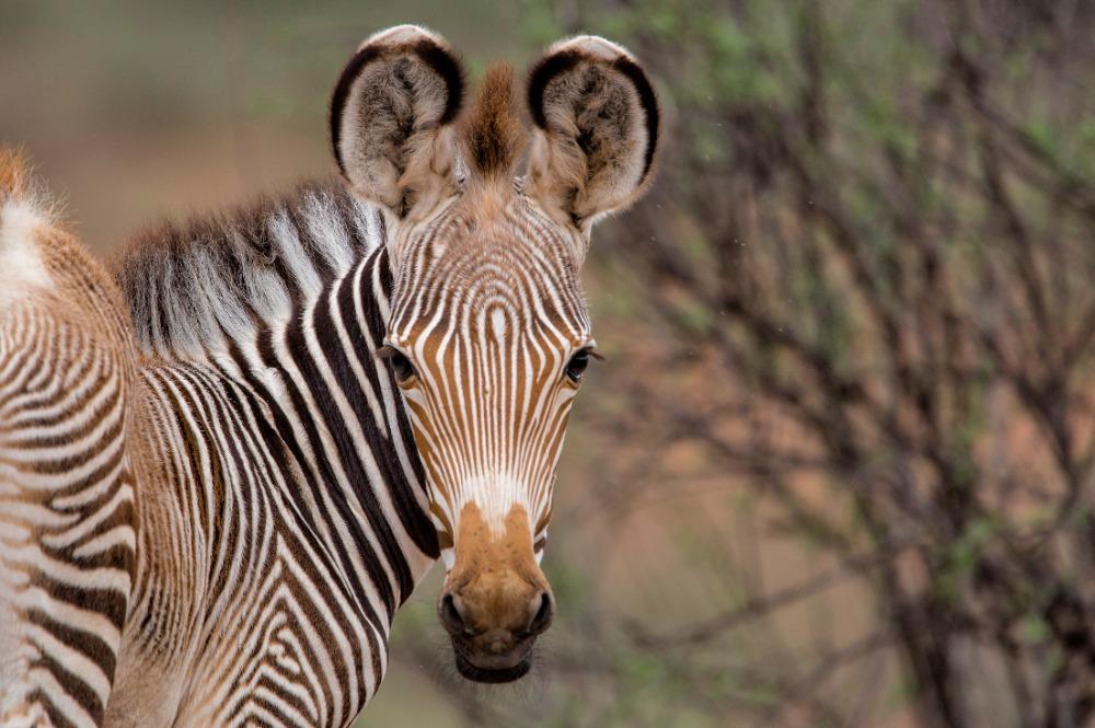 Samburu Nationaal park