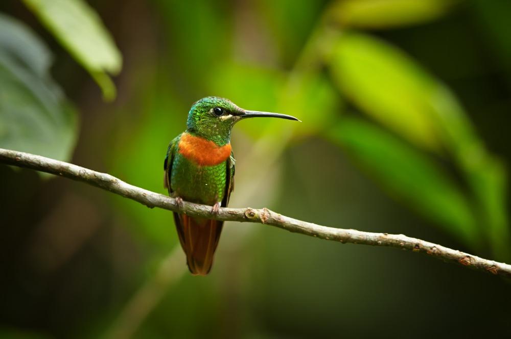 Gekleurde kolibrie, vulkaangebied, Ecuador
