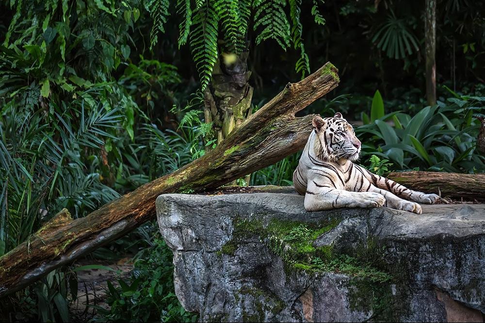 Vakantie naar Singapore (11)
