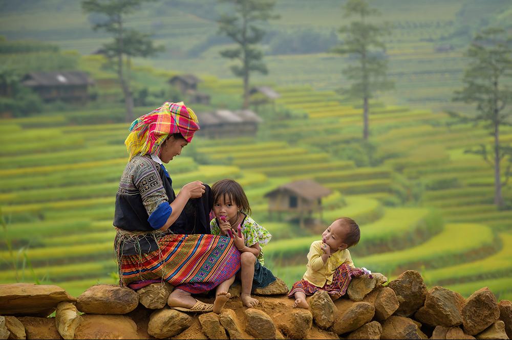 Rijstvelden in Laos