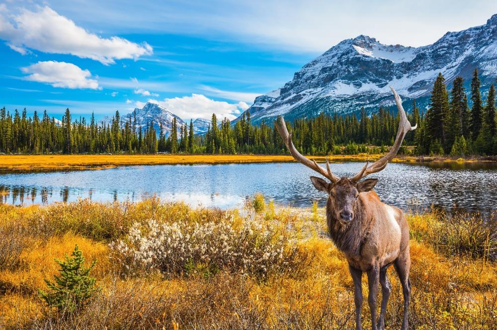 Jasper Nationaal Park