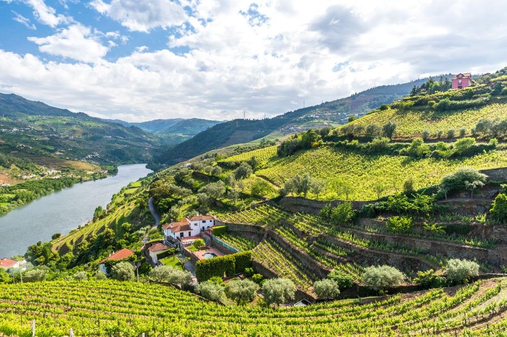 Wijngaarden van Douro